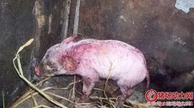 怀孕母猪产前几天不吃食怎么治疗,怀孕母猪不吃气喘反复怎么治