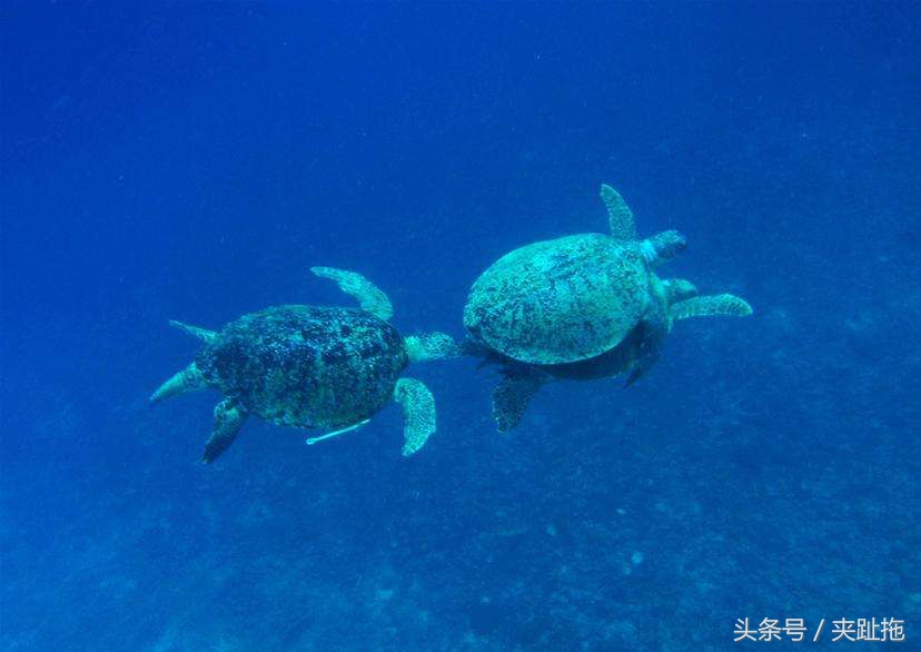 马来西亚魅力所在，告诉你马来西亚海岛如何选择攻略-西马海岛篇