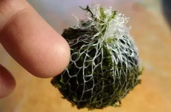 垂泪莫斯和三角莫斯火焰莫斯,莫斯水草球做法