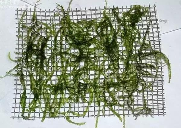 垂泪莫斯和三角莫斯火焰莫斯,莫斯水草球做法