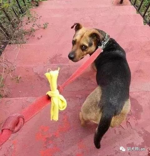 狗狗爱打架怎么纠正,狗狗经常和玩具吵架