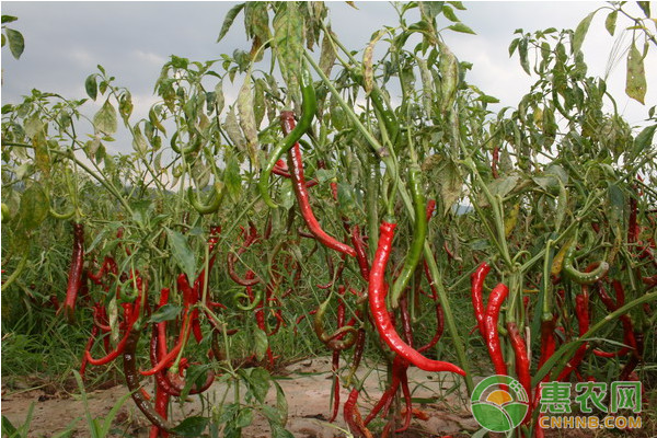 靖远县蔬菜批发市场辣椒价格,2022年3月10日全国辣椒市场价格表