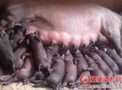 怀孕母猪产前几天不吃食怎么治疗,怀孕母猪不吃气喘反复怎么治