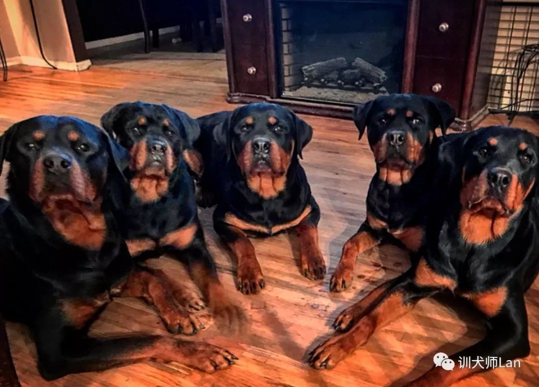 任劳任怨的工作犬，慢热谨慎的肌肉男——罗威纳犬