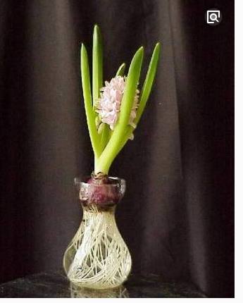 在水培风信子的花瓶里放一块这么，水就不会发臭啦！