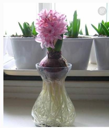 在水培风信子的花瓶里放一块这么，水就不会发臭啦！