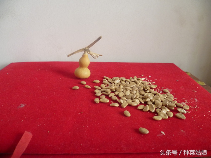 小葫芦不泡直接干播种可以吗,小葫芦的种植方法和管理