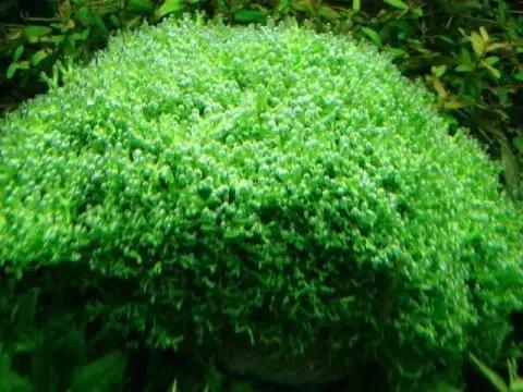 垂泪莫斯和三角莫斯火焰莫斯,莫斯水草球做法