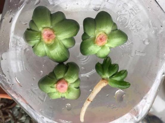 多肉玉露把主根剪了怎么办,多肉蓝镜玉露烂根