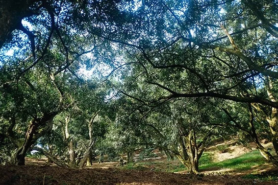 西施最爱的零食，恐龙时代已经存在，找遍整个中国才找到