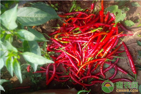 靖远县蔬菜批发市场辣椒价格,2022年3月10日全国辣椒市场价格表