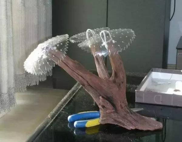 垂泪莫斯和三角莫斯火焰莫斯,莫斯水草球做法