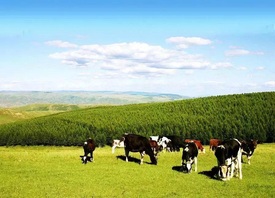 中鼎牧业大庆牧场,中鼎牧业股权投资