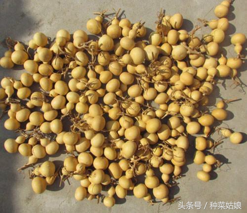 小葫芦不泡直接干播种可以吗,小葫芦的种植方法和管理