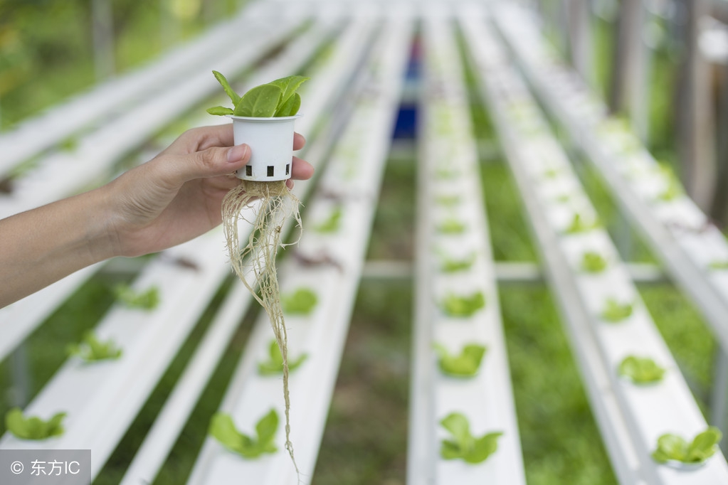水培植物大全,水培植物水肥管理