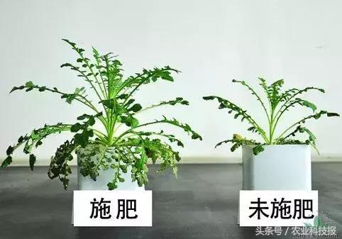 生物菌肥适用所有植物吗,生物菌肥是颗粒还是粉末