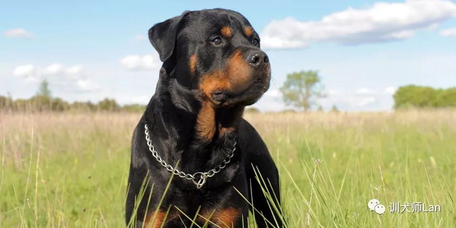 任劳任怨的工作犬，慢热谨慎的肌肉男——罗威纳犬
