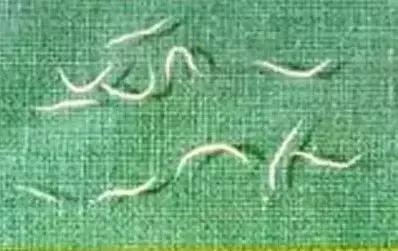 用错药关注事项,驱虫药用错了怎么办