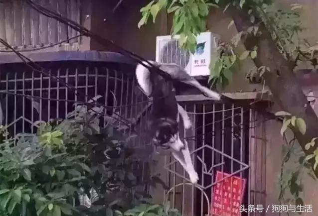 哈士奇西伯利亚雪橇犬,哈士奇真名叫做西伯利亚雪橇犬