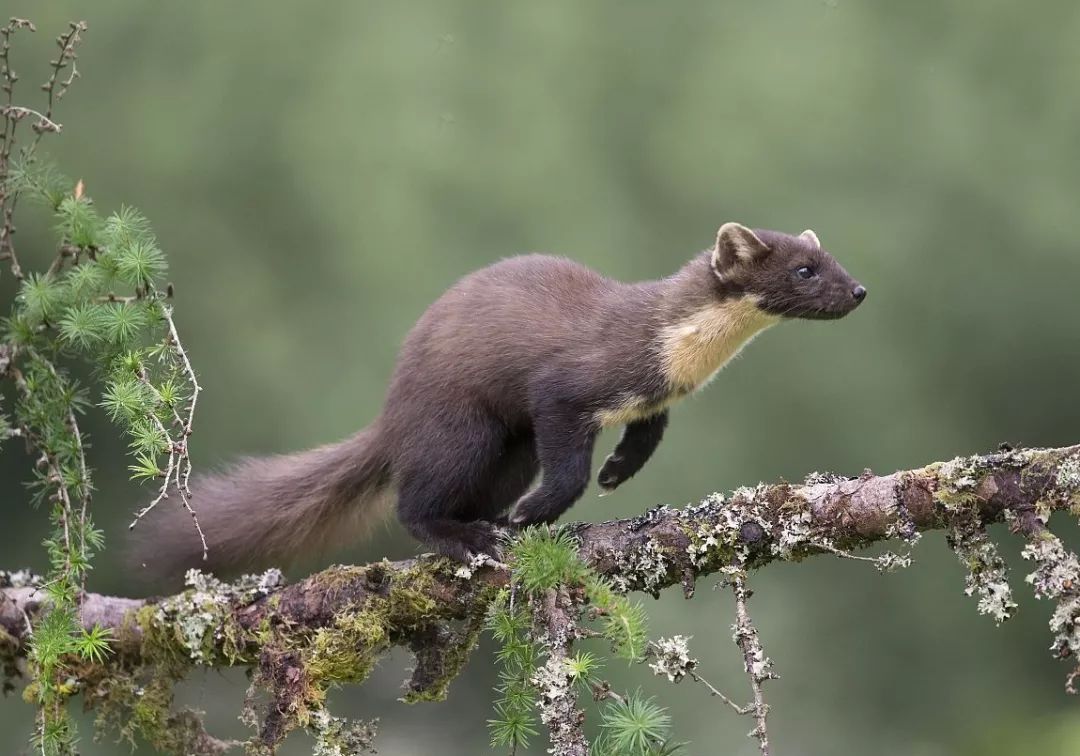 松貂金黄色,松貂潮款