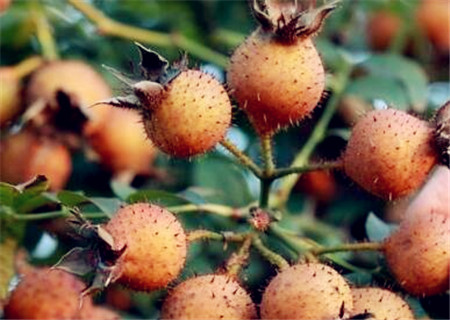 野生刺梨根的价格,野生刺梨树价格表