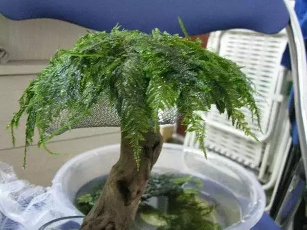 垂泪莫斯和三角莫斯火焰莫斯,莫斯水草球做法