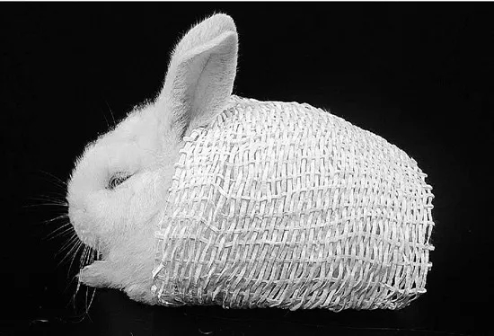 浙大发明的北极熊毛衣多少钱,黑科技仿生羽绒材料