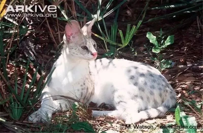 美丽是种错误，优雅是原罪，这句话在这种大猫身上印证