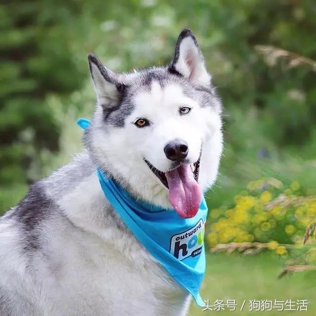 哈士奇西伯利亚雪橇犬,哈士奇真名叫做西伯利亚雪橇犬