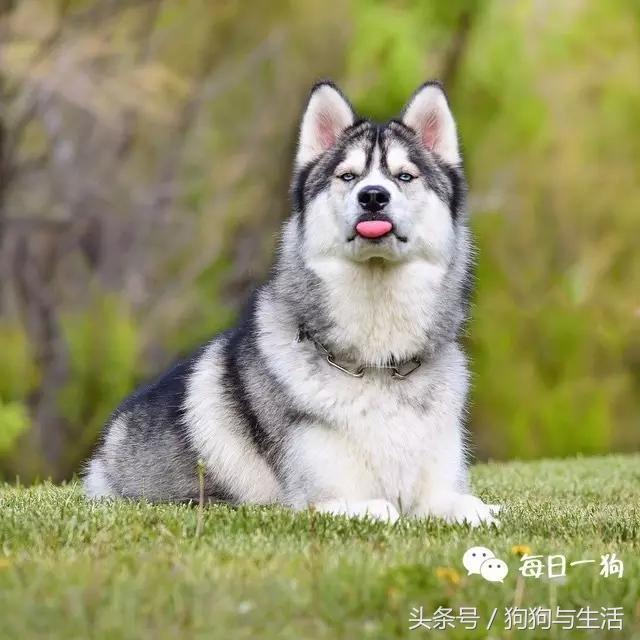 哈士奇西伯利亚雪橇犬,哈士奇真名叫做西伯利亚雪橇犬