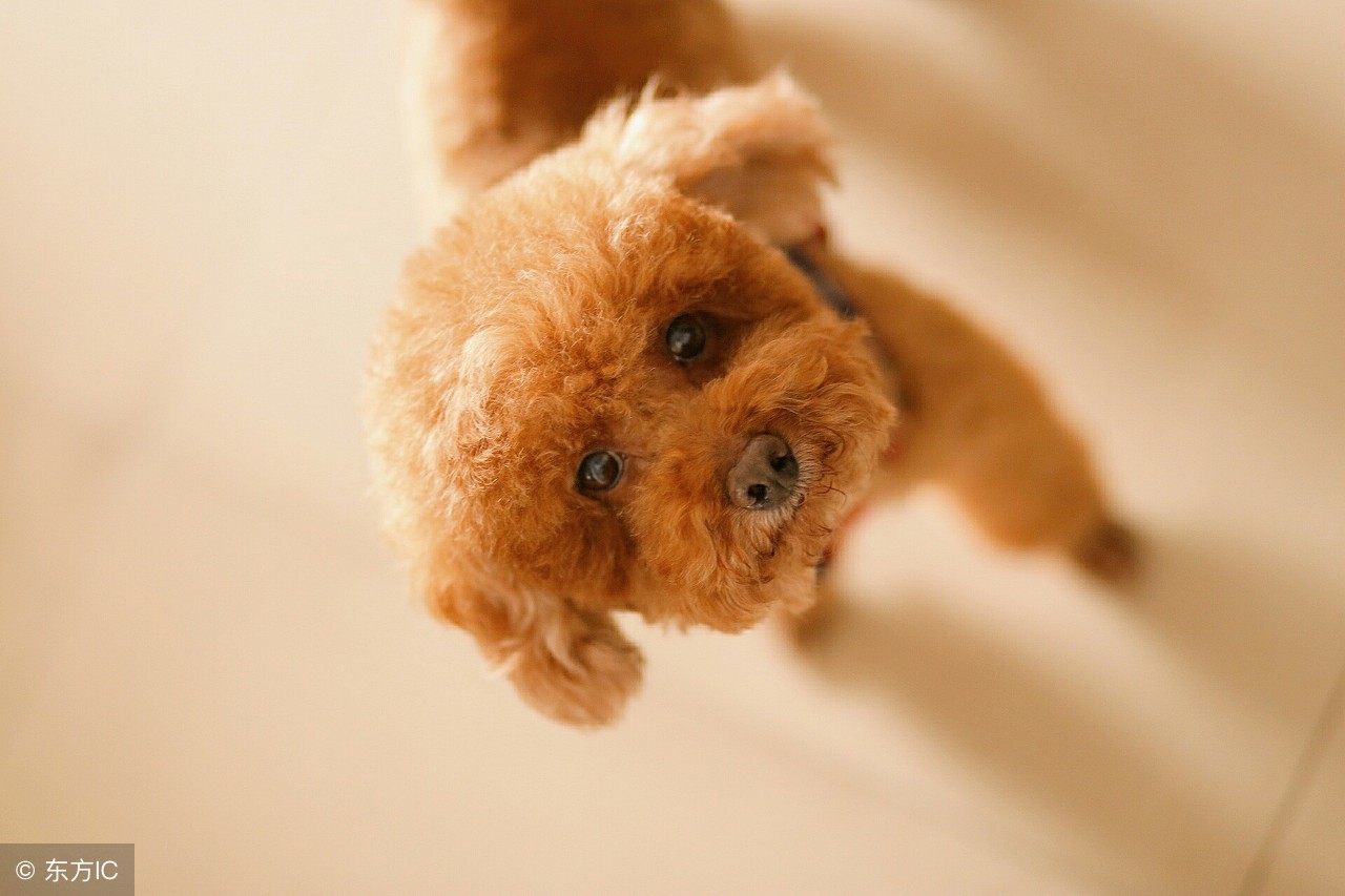 泰迪刚生小狗应该怎么补营养,泰迪幼犬怎么养基础知识