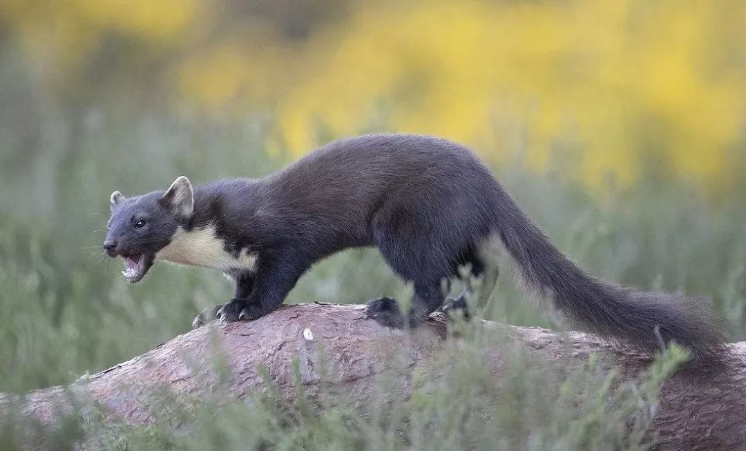 松貂金黄色,松貂潮款