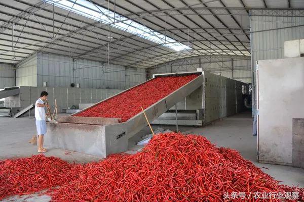 农产品加工的发展趋势,分析农业行业的成功案例