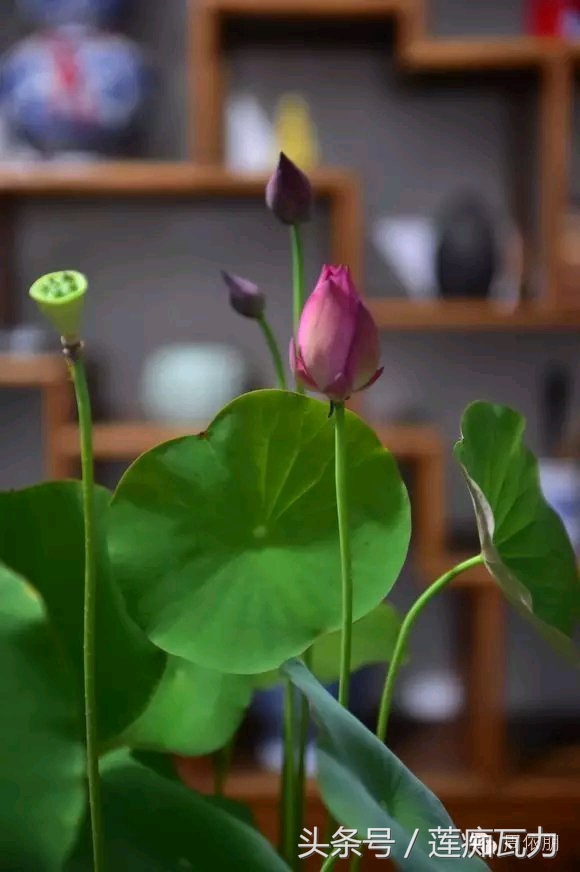 碗莲的种植方法水培碗莲,碗莲种子种植方法和关注事项图片