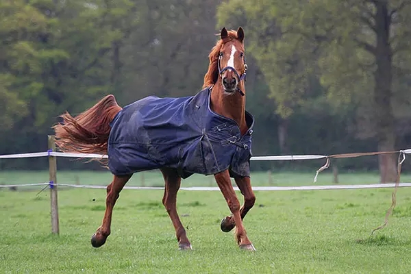马的训练和养护,怎么让马到成熟期