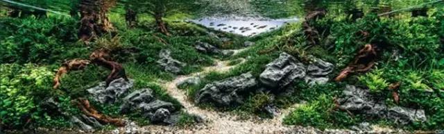 杜鹃根的采集和处理方法-水草缸造景