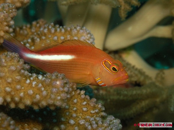海口海边有什么游玩项目,海口海洋旅游攻略