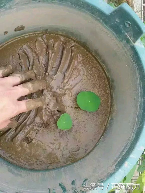 碗莲的种植方法水培碗莲,碗莲种子种植方法和关注事项图片