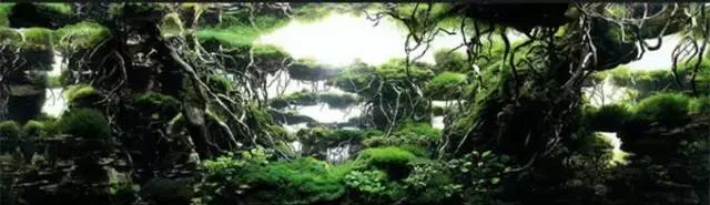 杜鹃根的采集和处理方法-水草缸造景