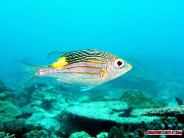海口海边有什么游玩项目,海口海洋旅游攻略