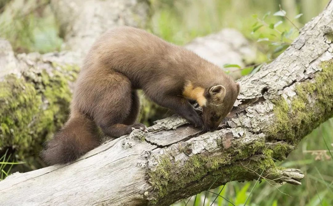 松貂金黄色,松貂潮款