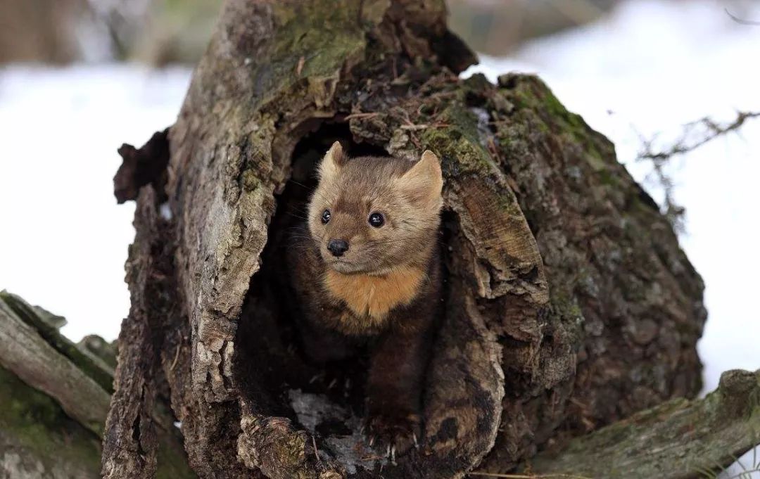 松貂金黄色,松貂潮款