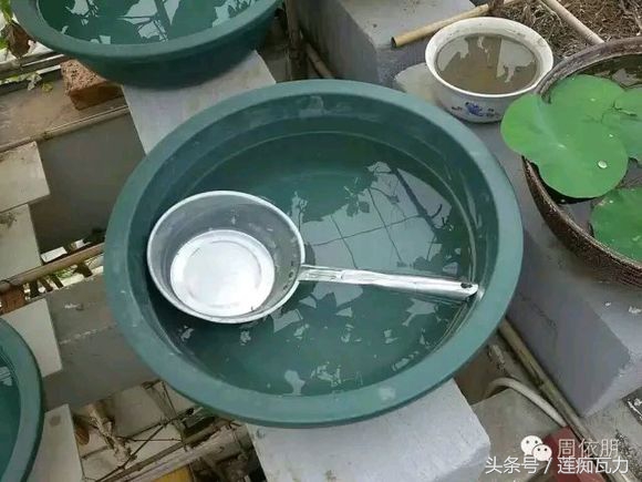 碗莲的种植方法水培碗莲,碗莲种子种植方法和关注事项图片