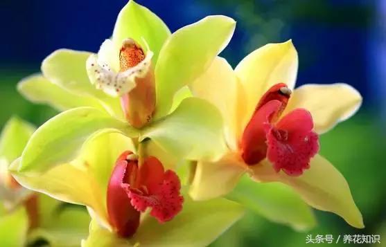 兰花的叶尖发黄发黑是何原因造成,兰花有几片叶子发黑是怎么回事