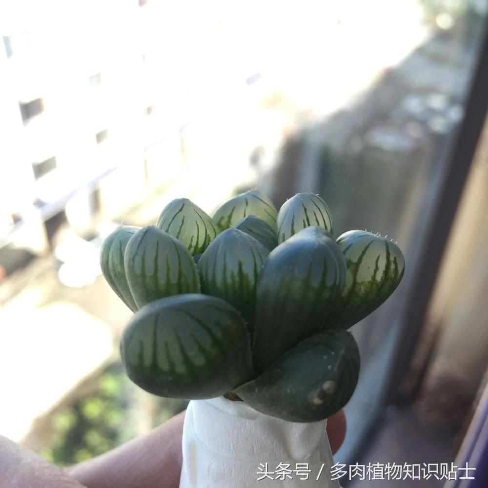 多肉十二卷组培教学,多肉组培十二卷值得买吗