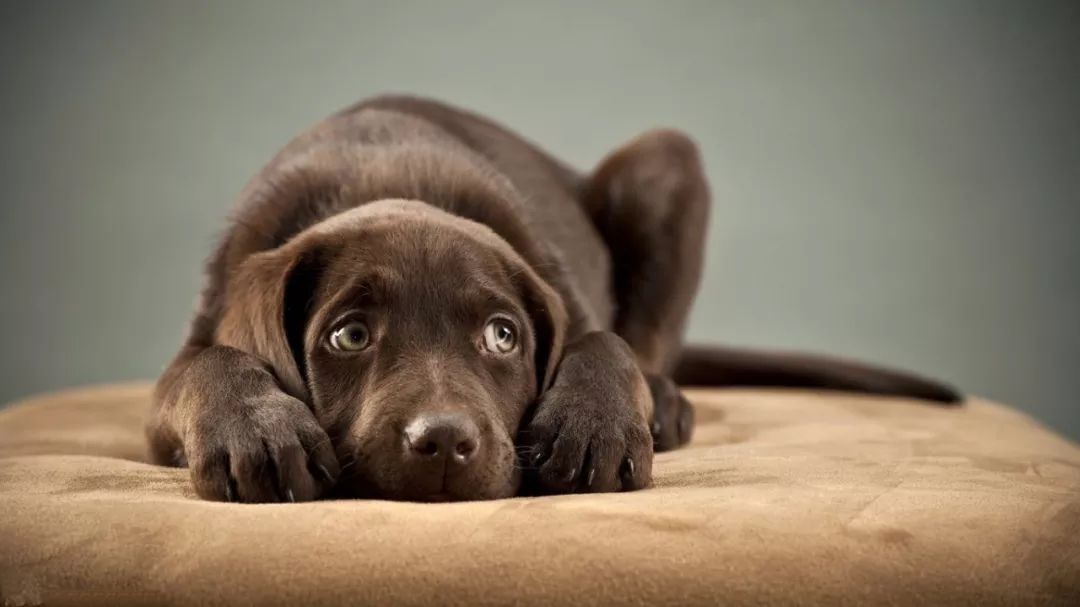 狗把猫咬死了怎么办,狗把鸡咬死了怎么办