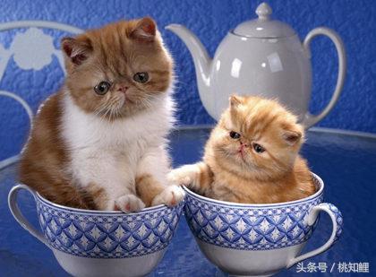 萌化了！网友上班带猫被误认为手机壳，简直是爆红的口袋猫同款