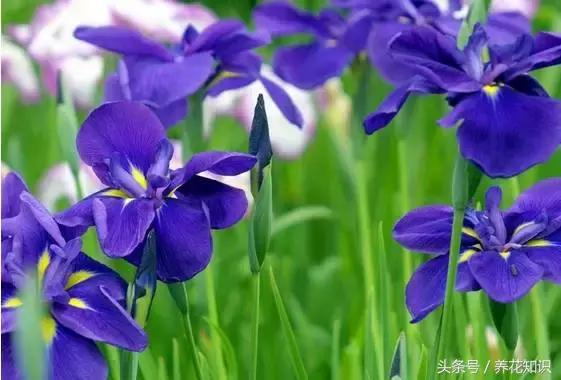 兰花的叶尖发黄发黑是何原因造成,兰花有几片叶子发黑是怎么回事