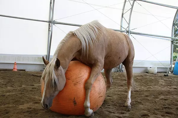 马的训练和养护,怎么让马到成熟期