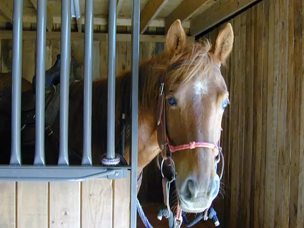 马的训练和养护,怎么让马到成熟期